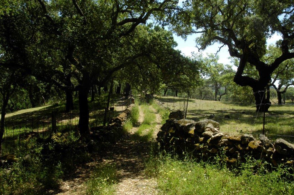 El GDR Sierra de Aracena y Picos de Aroche adjudica ayudas Leader por valor de 775.000 euros.
